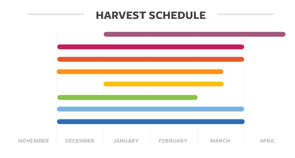 Harvest schedule details for coffee in Guatemala