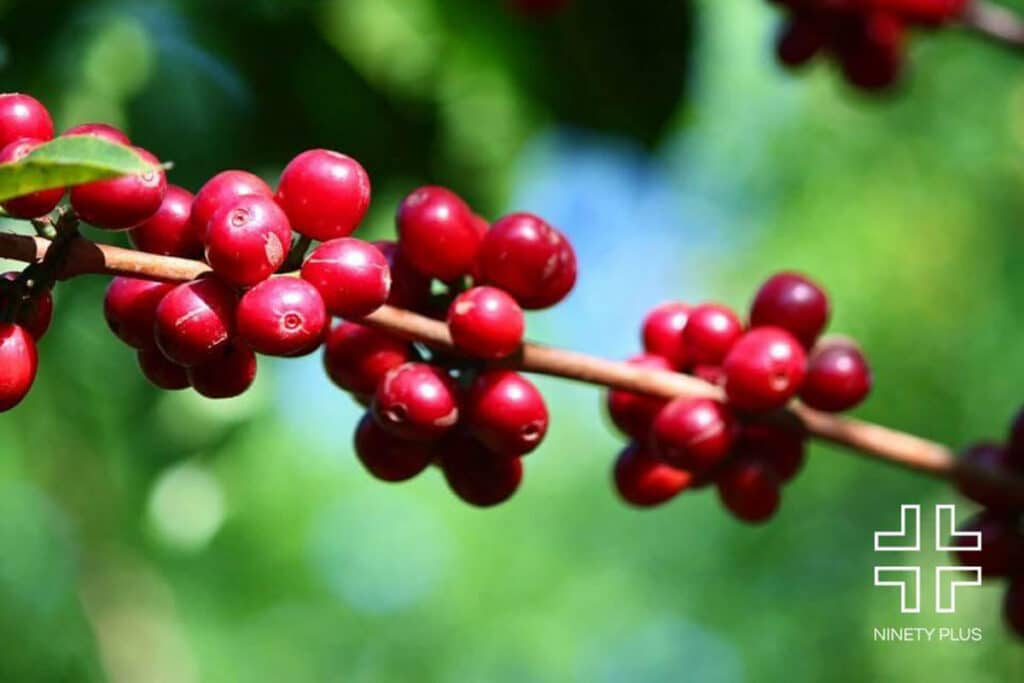 Coffee cherries on the Ninety Plus Coffee estates